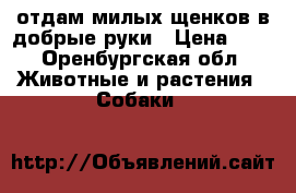 отдам милых щенков в добрые руки › Цена ­ 1 - Оренбургская обл. Животные и растения » Собаки   
